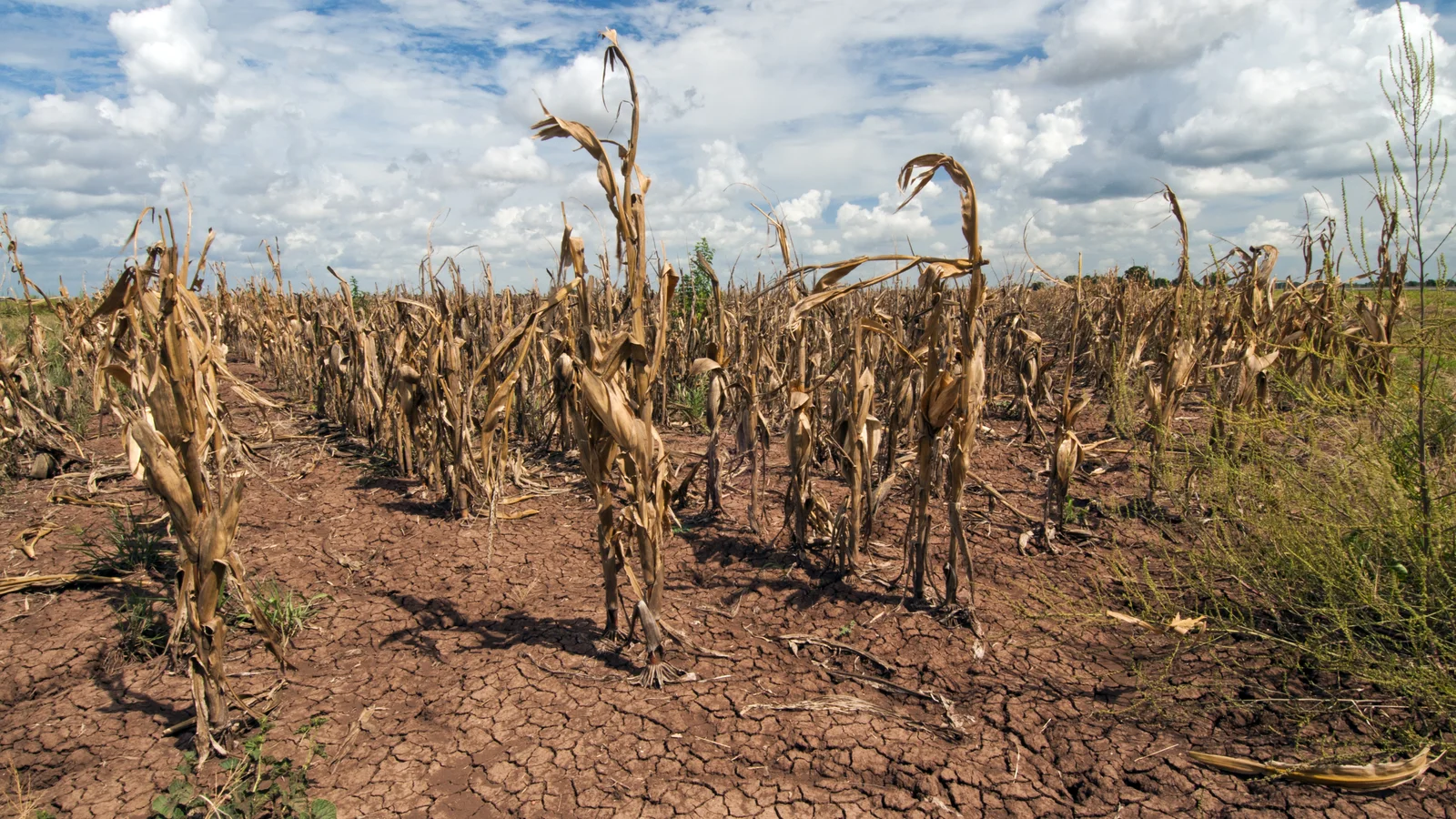 Dry brown corn plants stand above cracked soil in a drought-affected Texas field.