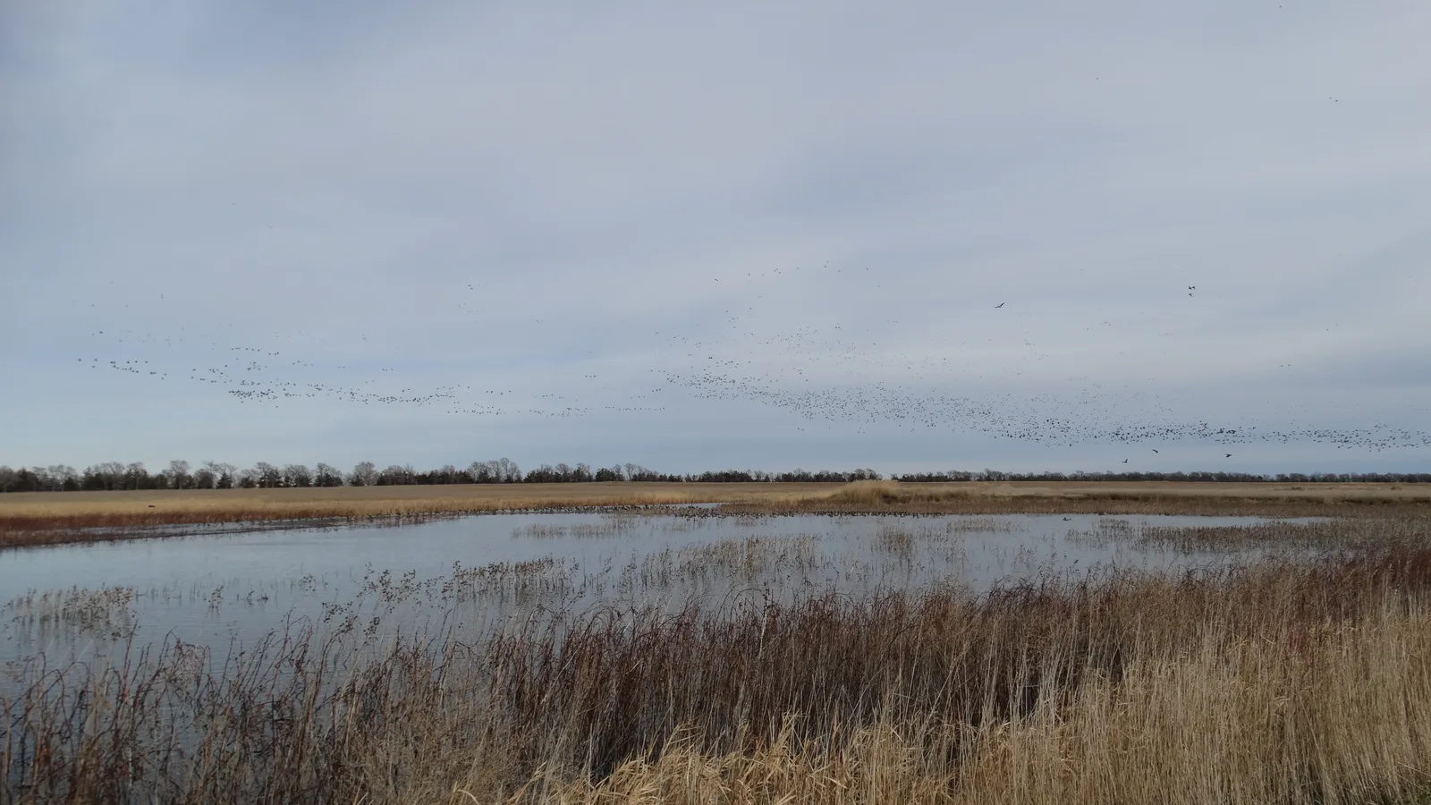 Waterfowl gather on a partly frozen prairie pond beneath a wide winter sky.