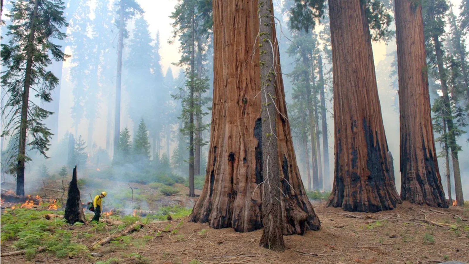 Aerial forest view showing burned sequoia habitat beside a photograph of the giant sequoia General Sherman.